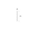 Pilastru coloana decorativa NP7 375X40X2000     