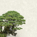 Tapet Zen - 72967   
